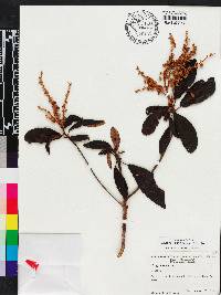 Clethra occidentalis image