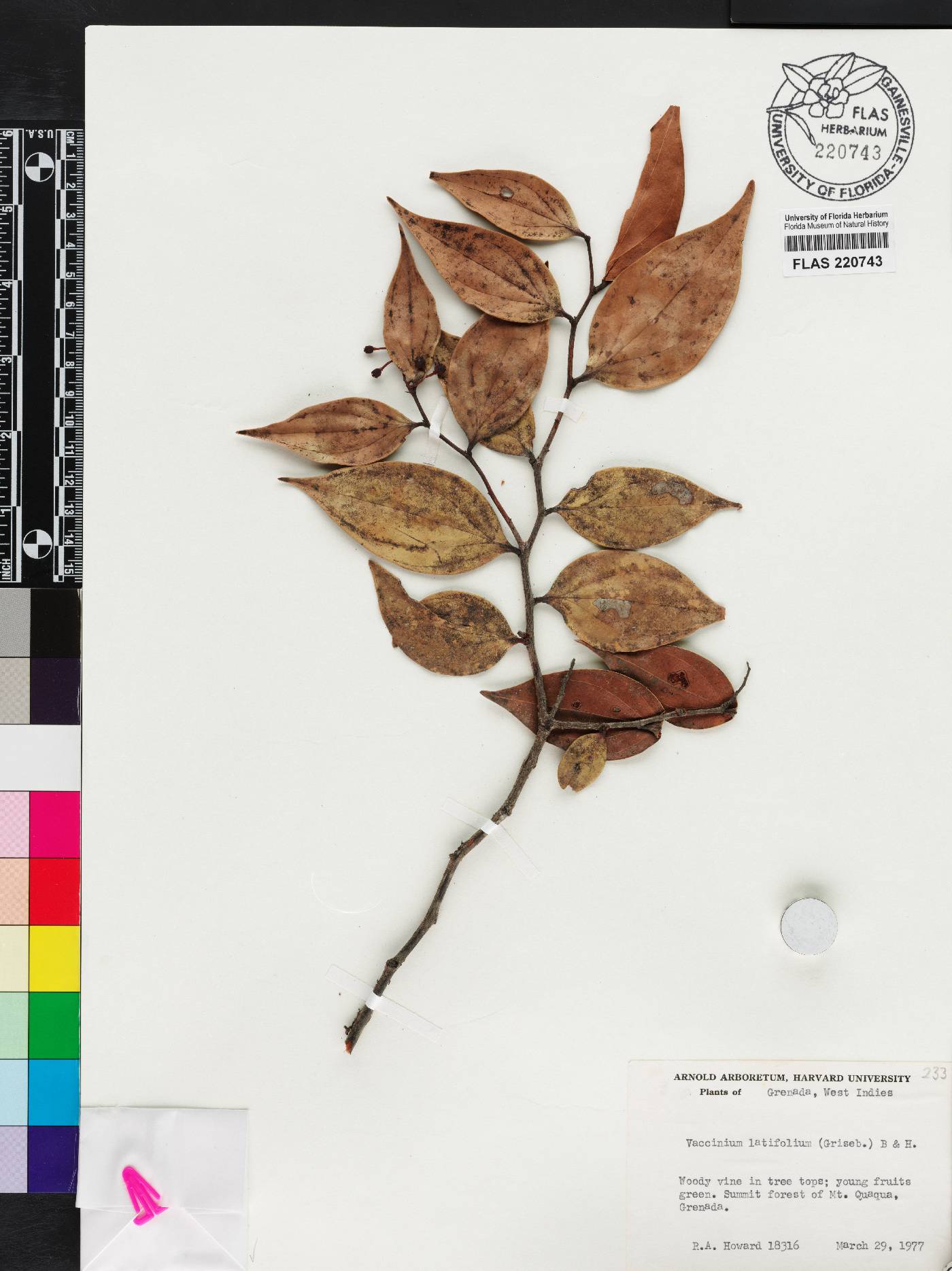 Vaccinium latifolium image