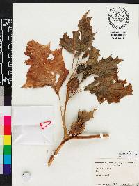 Datura stramonium image