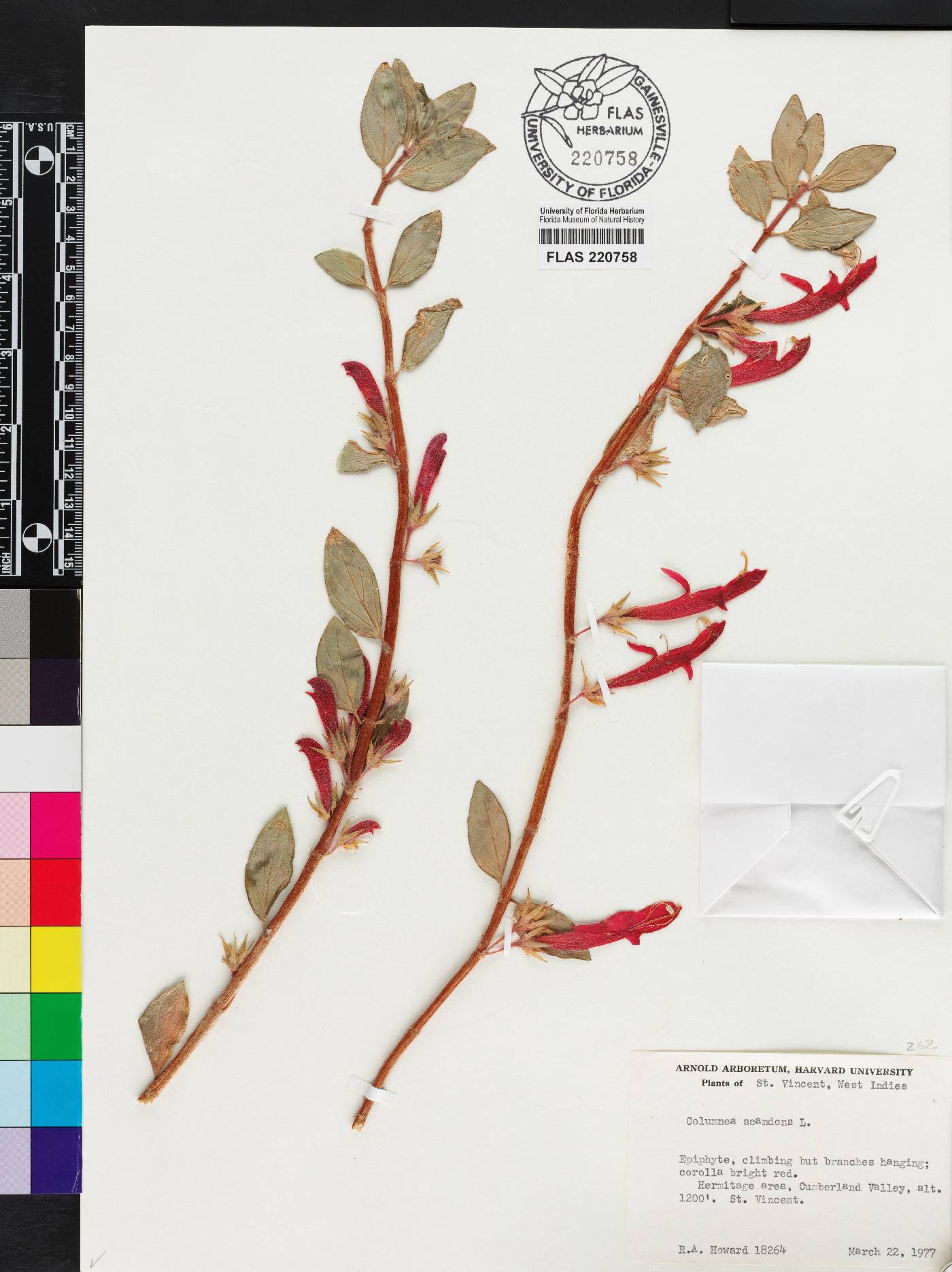 Columnea scandens image