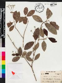 Rondeletia alaternoides image