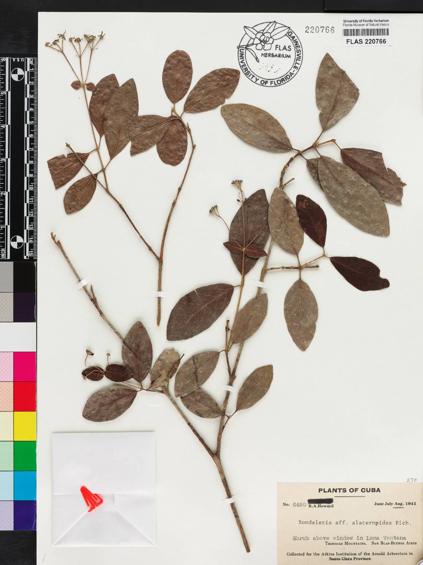 Rondeletia alaternoides image