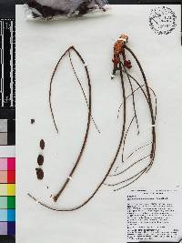 Stryphnodendron guianense image