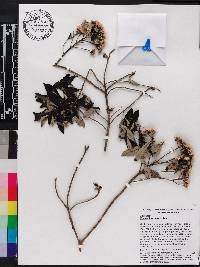 Image of Chresta angustifolia