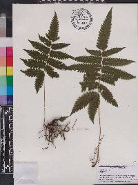 Goniopteris poiteana image