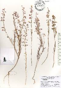 Dicerandra linearifolia var. robustior image