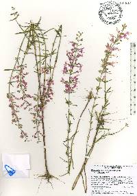 Dicerandra linearifolia image