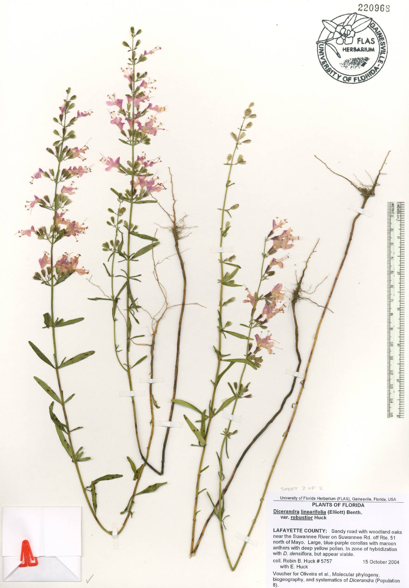 Dicerandra linearifolia image