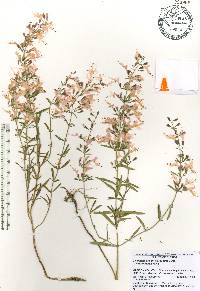 Dicerandra linearifolia var. robustior image