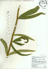 Ceratozamia hildae image