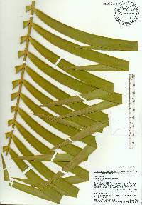 Ceratozamia robusta image