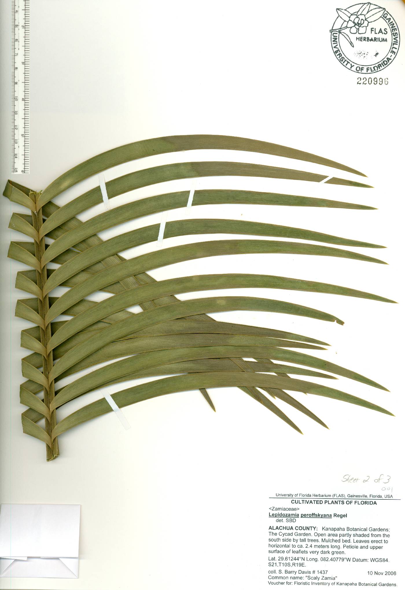 Lepidozamia peroffskyana image