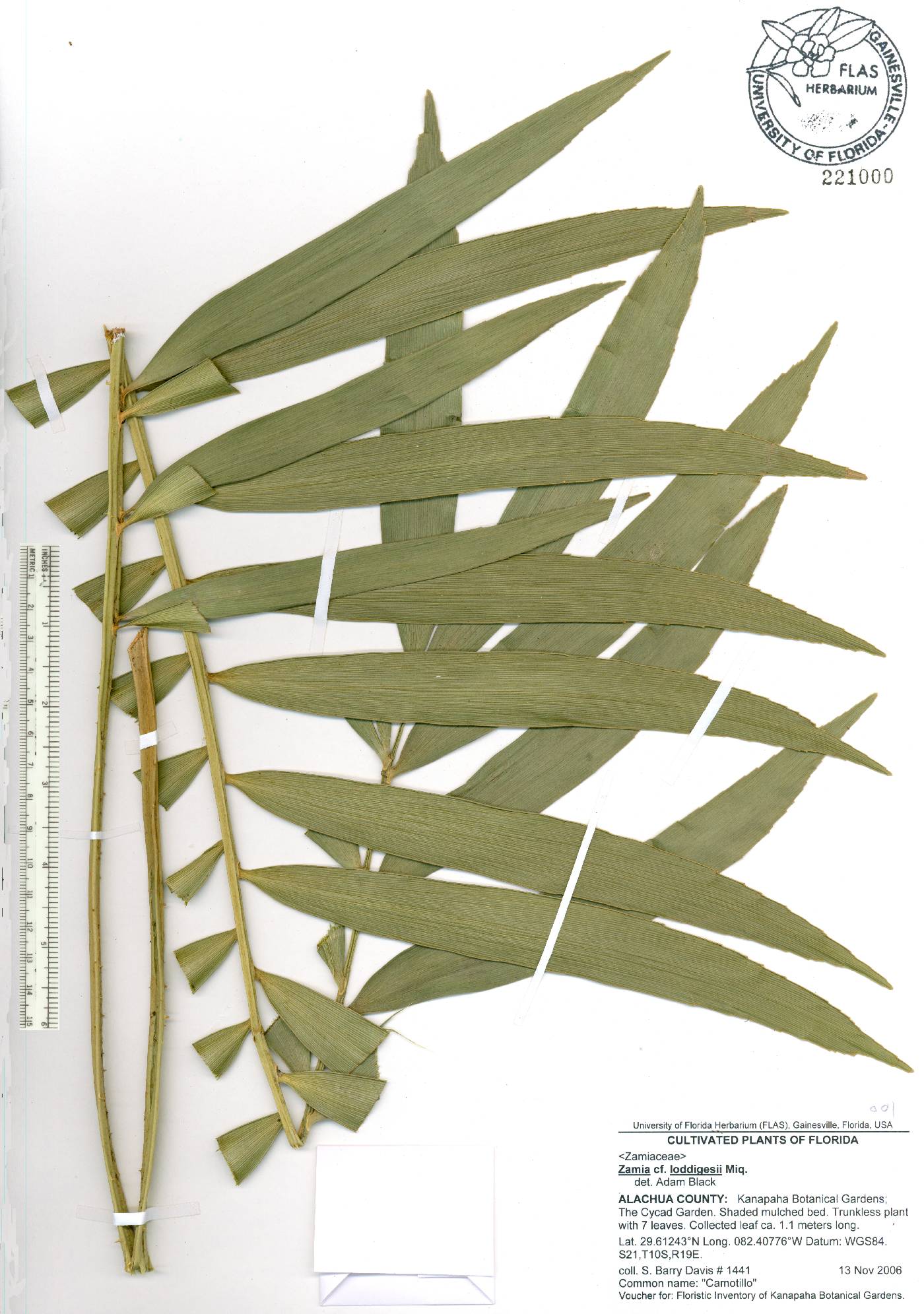 Zamia loddigesii image