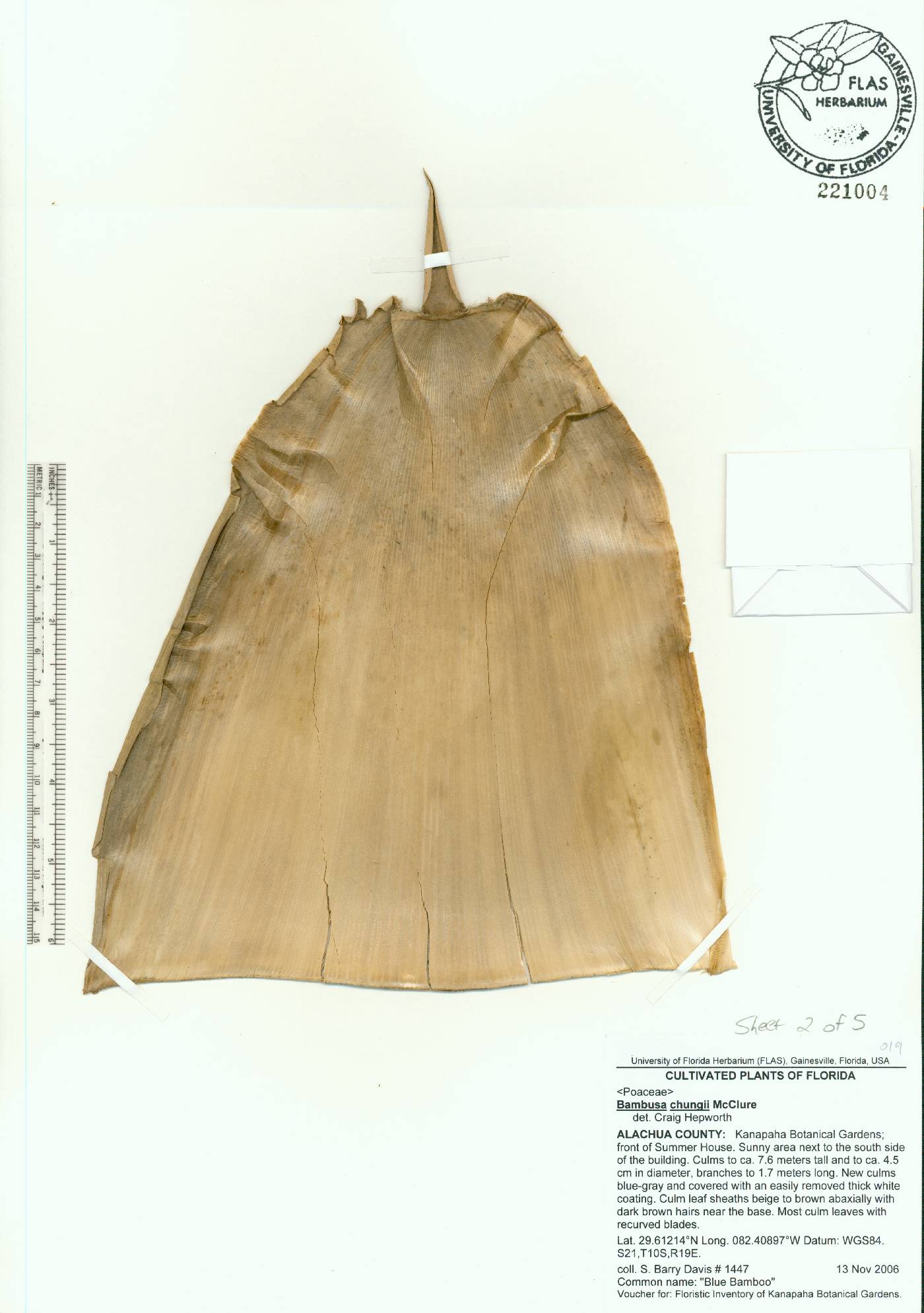 Bambusa chungii image