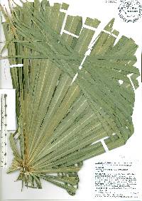 Livistona australis image
