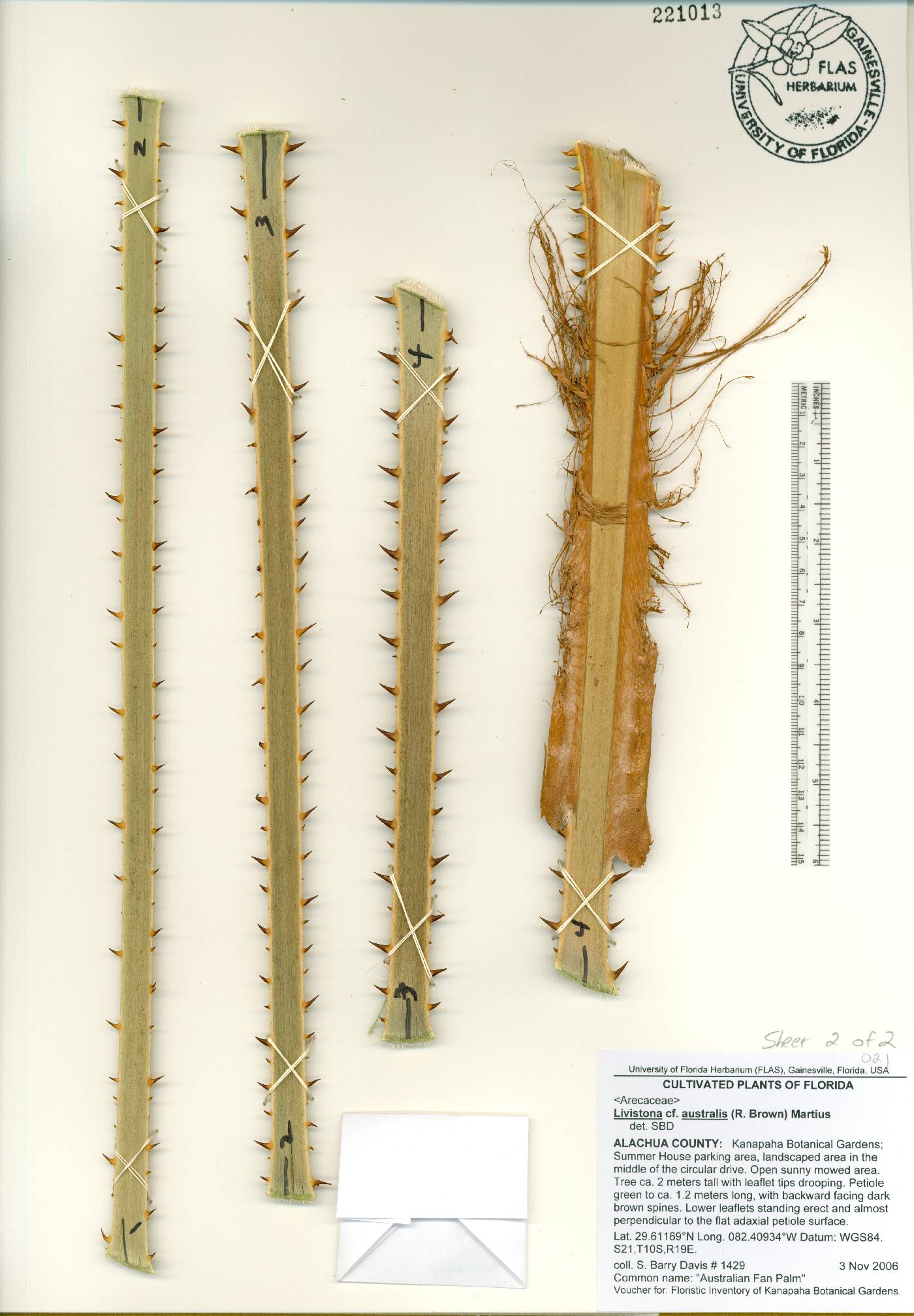Livistona australis image