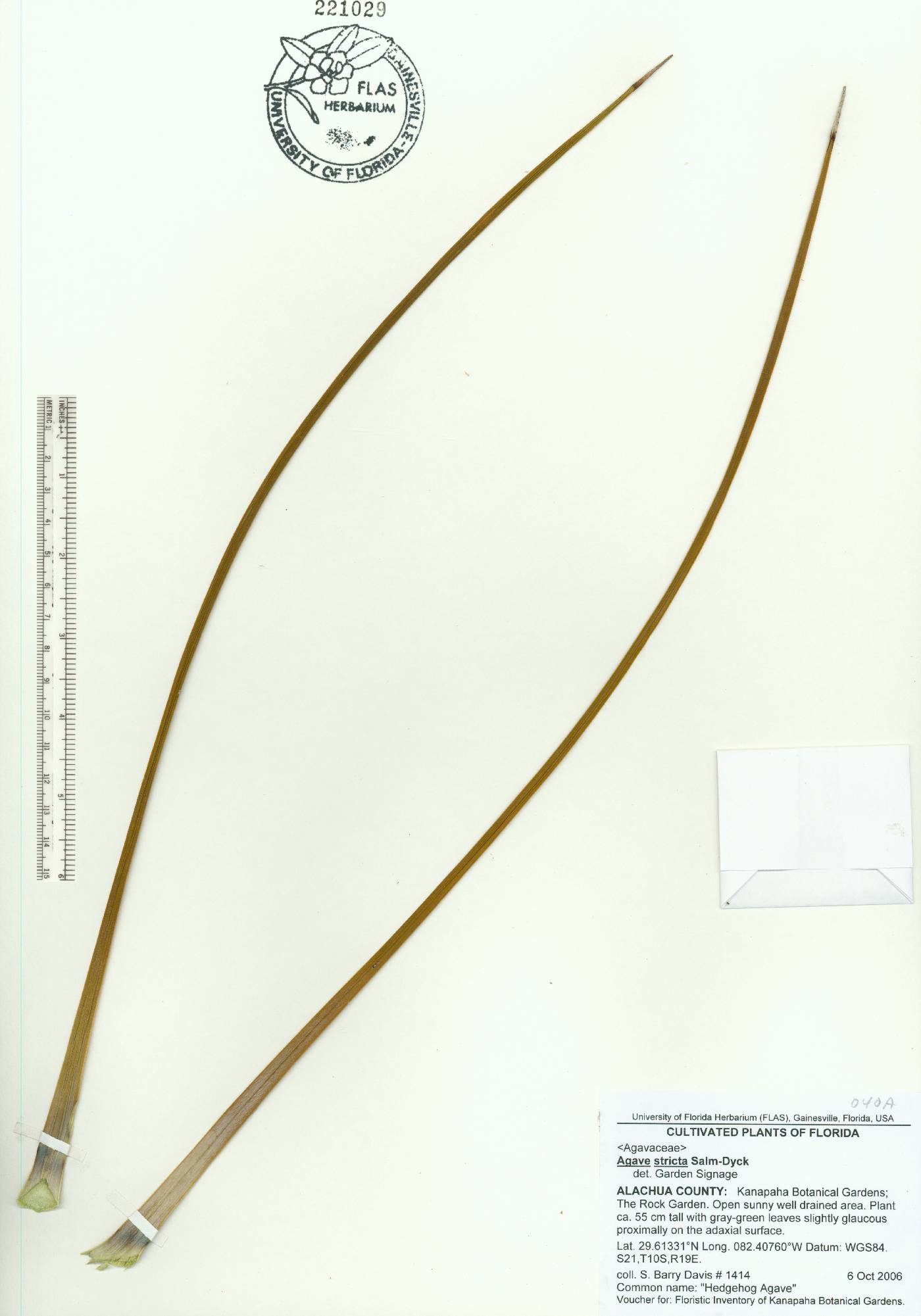 Agave stricta image