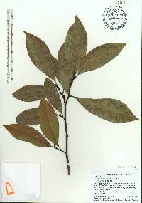 Magnolia insignis image