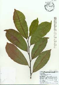 Magnolia insignis image