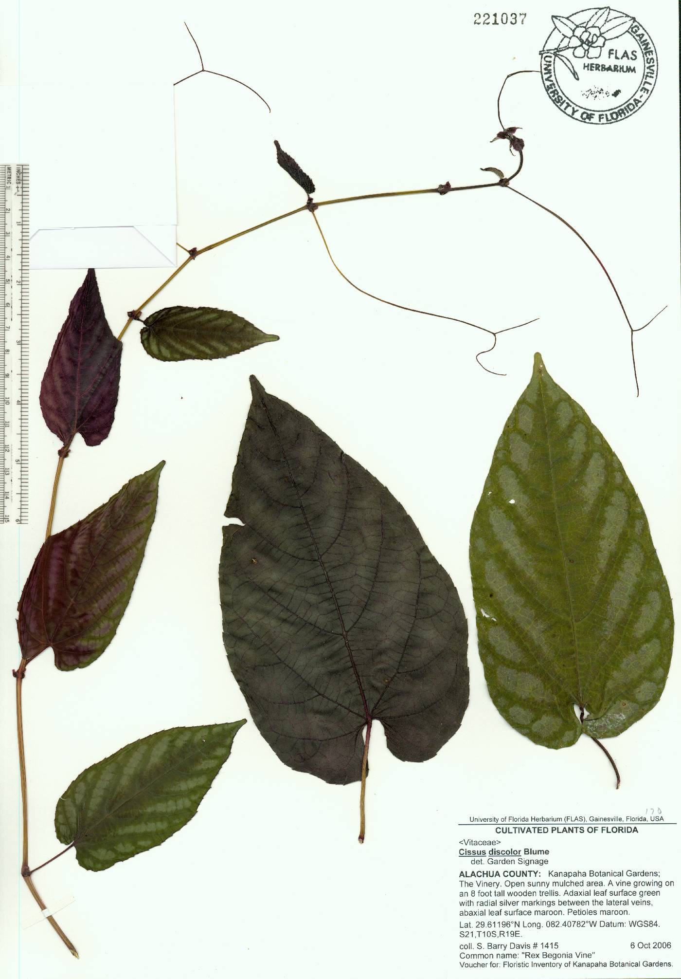 Cissus javana image