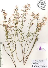 Dicerandra linearifolia var. robustior image