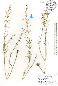 Dicerandra linearifolia image
