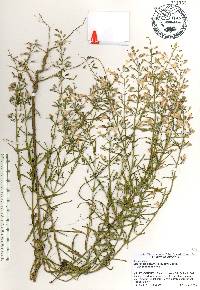Dicerandra linearifolia image
