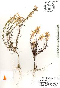 Dicerandra odoratissima image