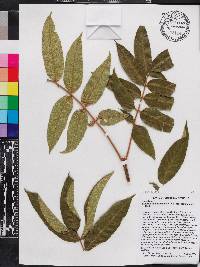 Brunellia comocladifolia subsp. domingensis image