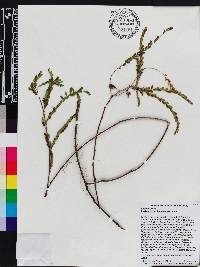 Phyllanthus leptoneurus image
