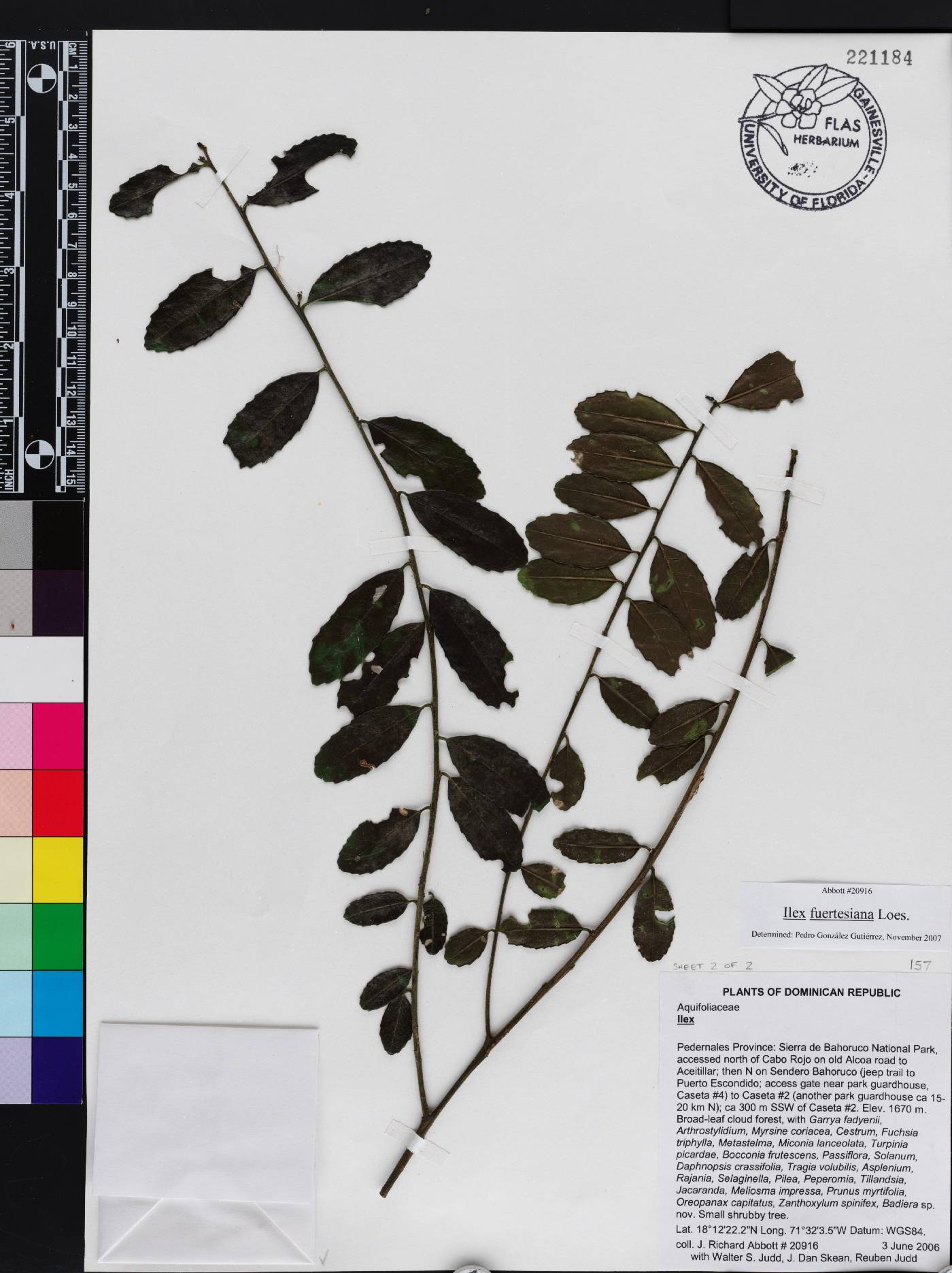 Ilex fuertensiana image