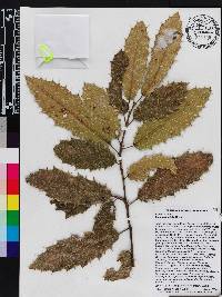 Sloanea ilicifolia image
