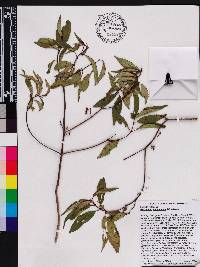 Miconia acuminoides image