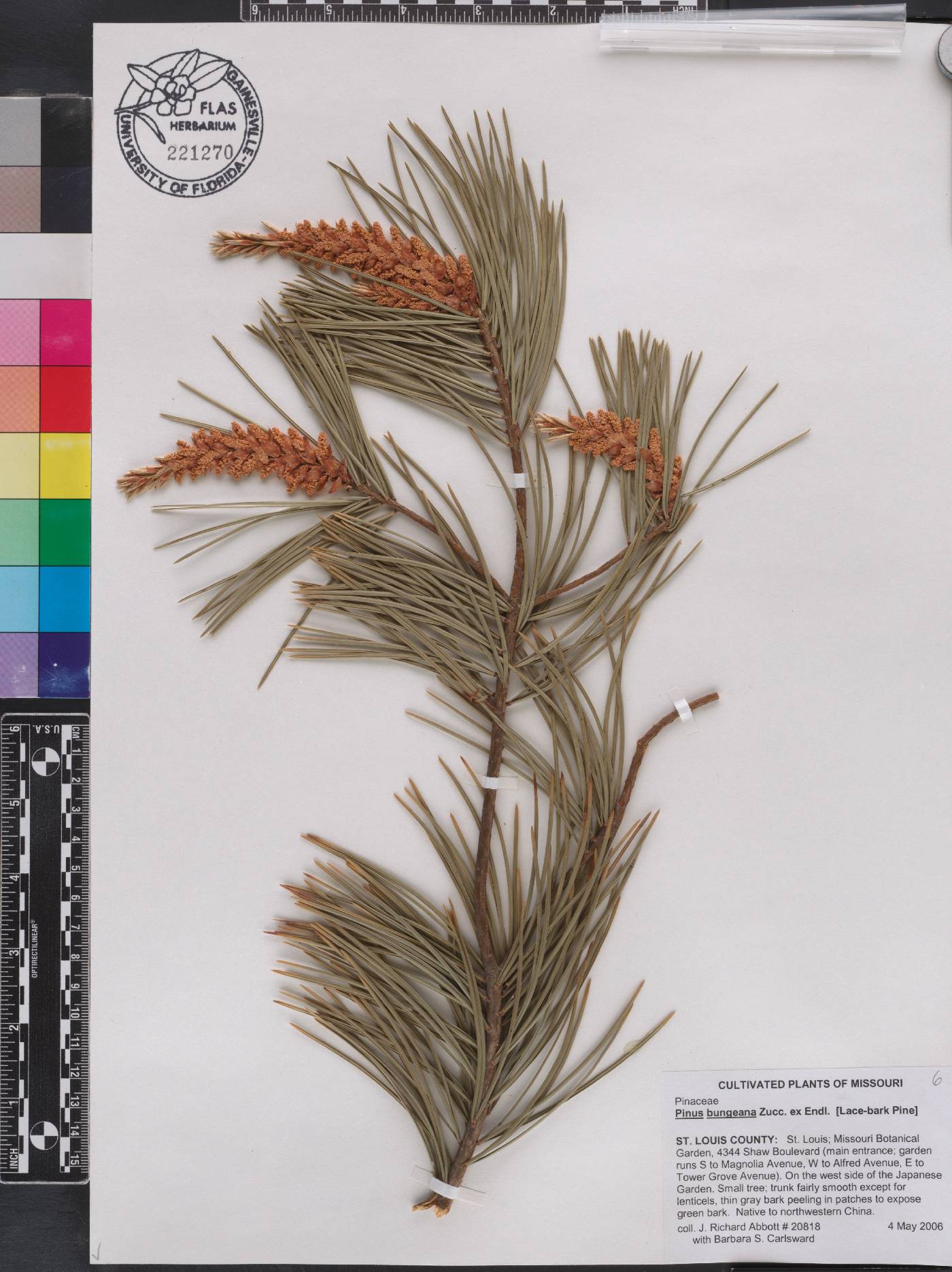 Pinus bungeana image