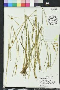 Carex turgescens image