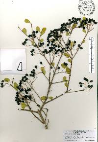 Viburnum obovatum image