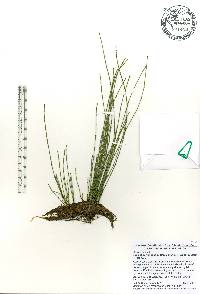 Equisetum variegatum image