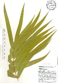 Ceratozamia robusta image