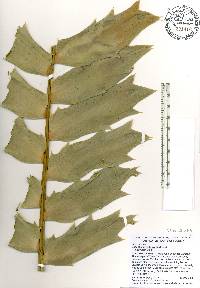 Encephalartos ferox image
