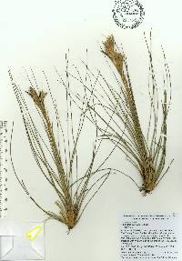 Tillandsia bartramii image