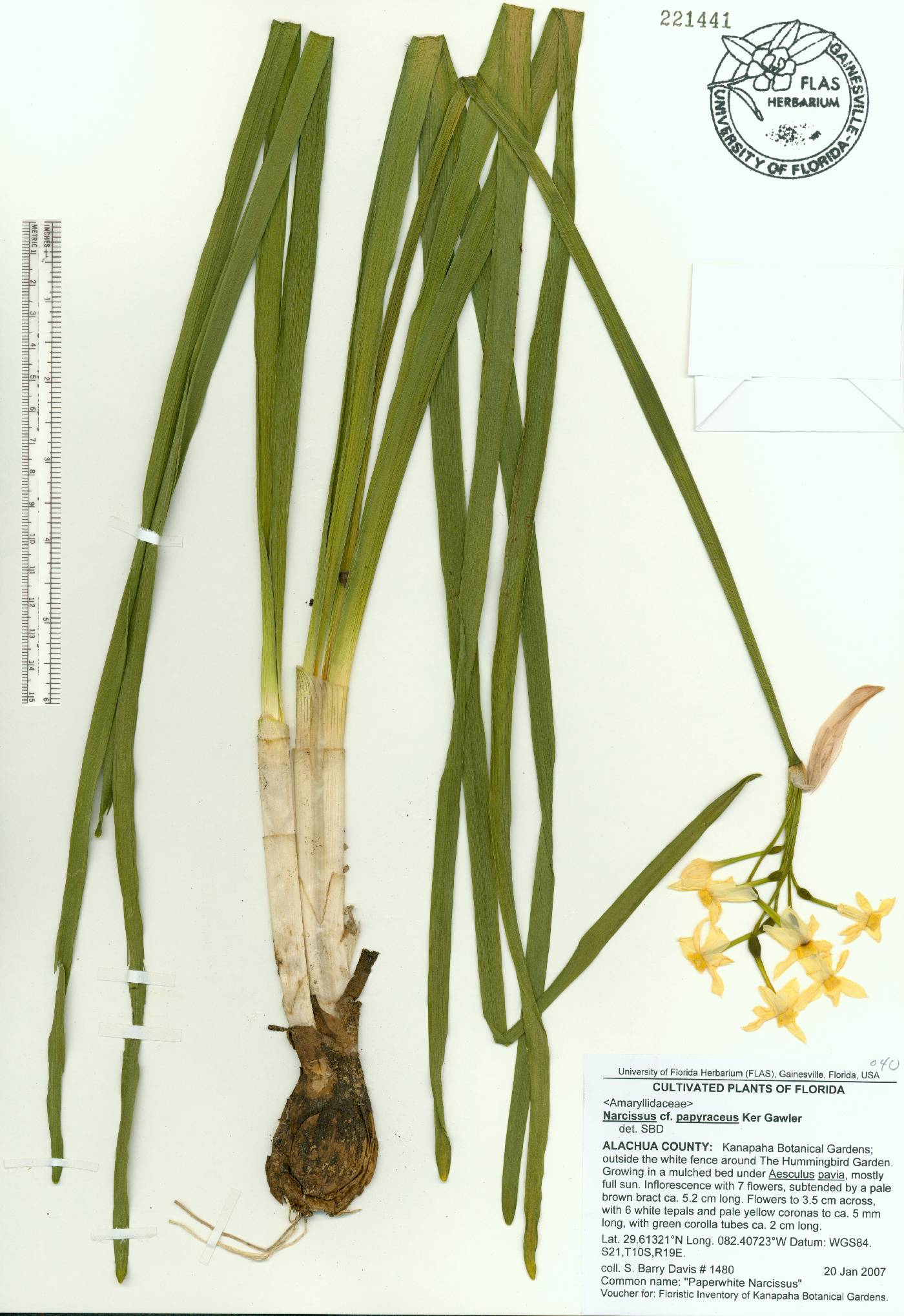 Narcissus papyraceus image