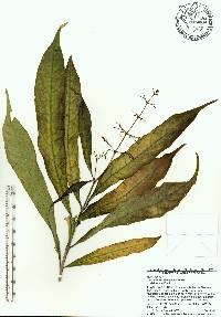 Clerodendrum laevifolium image