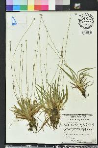 Lachnocaulon anceps image