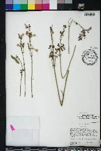 Penstemon laevigatus image