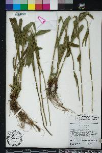 Penstemon laevigatus image