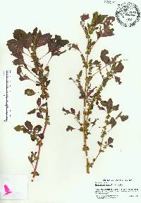 Amaranthus blitum image