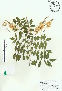 Indigofera decora image