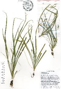 Hypoxis curtissii image