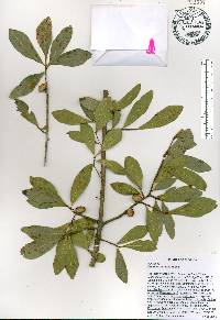 Quercus laurifolia image