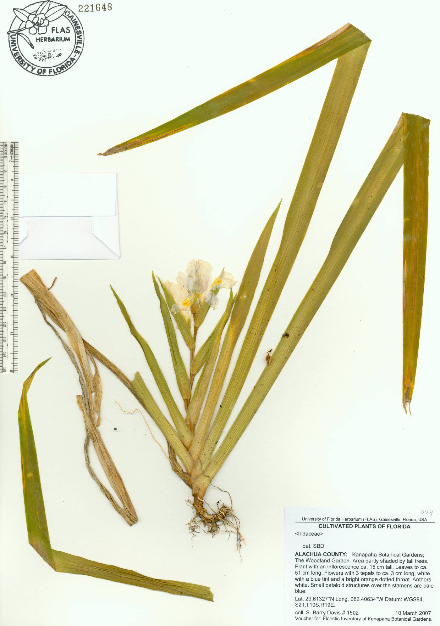 Iris formosana image